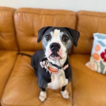 Hope Loves all the Treats -  Pit Bull Terrier and American Staffordshire Terrier Dog for Adoption in Friendswood, Texas - Hope Loves All The Treats | PetCurious