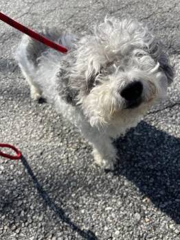 Pen 214 Oreo -  Poodle Dog for Adoption in Lawrenceville, Georgia - Pen 214 Oreo | PetCurious
