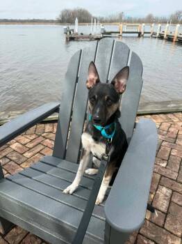 Missy -  Australian Cattle Dog Blue Heeler and German Shepherd Dog Dog for Adoption in New London, Wisconsin - Missy | PetCurious