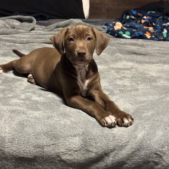 Beyonce -  Dalmatian Dog for Adoption in San Antonio, Texas - Beyonce | PetCurious