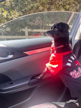 Pinto -  Chihuahua Dog for Adoption in Los Angeles, California - Pinto | PetCurious