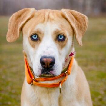 Labrador Retriever and Siberian Husky Dogs Available for Adoption in Tacoma, Washington - Abigail | PetCurious