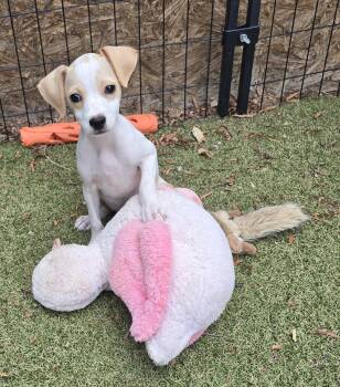 Salsa -  Chihuahua and Jack Russell Terrier Dog for Adoption in Apache Junction, Arizona - Salsa | PetCurious