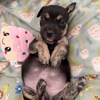 Mixed Breed Dogs Available for Adoption - Oaxacan | PetCurious