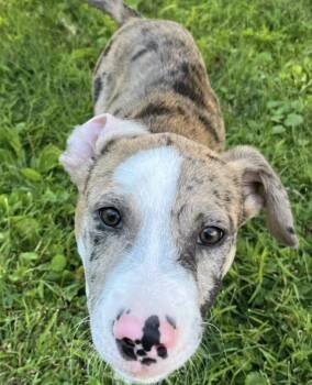 Harry -  Catahoula Leopard Dog Dog for Adoption in Philadelphia, Pennsylvania - Harry | PetCurious