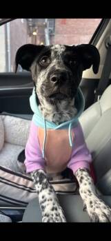 Mixed Breed Dogs Available for Adoption - Nash | PetCurious