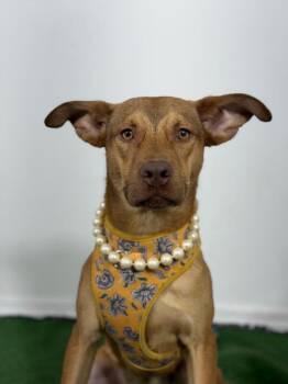 Vizsla and Labrador Retriever Dogs Available for Adoption in Carlsbad, California - Kiara-One Of Our Amazing Rescue Dogs | PetCurious