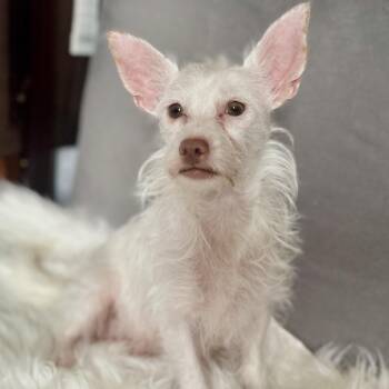 Lily -  Terrier Dog for Adoption in Sonoma, California - Lily | PetCurious