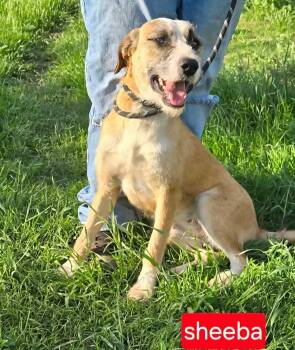 Wirehaired Terrier Dogs Available for Adoption in Fort Worth, Texas - Sheeba | PetCurious