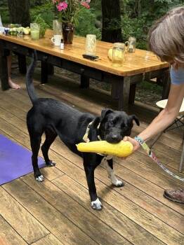 Ace -  Labrador Retriever Dog for Adoption in Montgomery, New Jersey - Ace | PetCurious
