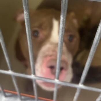 Mixed Breed Dogs Available for Adoption in Philadelphia, Pennsylvania - Ontario | PetCurious