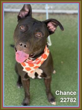 CHANCE -  Pit Bull Terrier and American Staffordshire Terrier Dog for Adoption in Marietta, Georgia - CHANCE | PetCurious