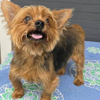 FOSTER NEEDED - Mo -  Yorkshire Terrier Dog for Adoption - FOSTER NEEDED - Mo | PetCurious