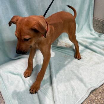 IVHS-Stray-142856 -  Shepherd Dog for Adoption in San Gabriel, California - IVHS-Stray-142856 | PetCurious