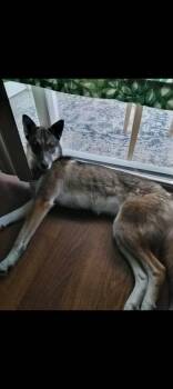 Rescue Shepherd and Husky Dogs for Adoption in Clinton, Washington - Sachi | PetCurious