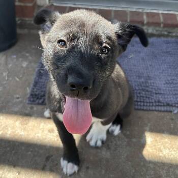 Zelda -  Labrador Retriever and Siberian Husky Dog for Adoption in Krum, Texas - Zelda | PetCurious