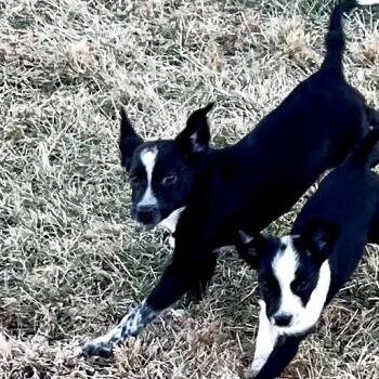 Chihuahua and Cattle Dog Dogs Available for Adoption - Wizard | PetCurious