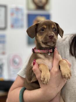 Goldie -  Shepherd Dog for Adoption in Cambridge, Maryland - Goldie | PetCurious