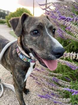 Rescue Plott Hound Dogs for Adoption in VERNON ROCKVL, Connecticut - Cleo | PetCurious