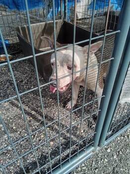 Shakespeare -  Pit Bull Terrier Dog for Adoption in Mobile, Alabama - Shakespeare | PetCurious