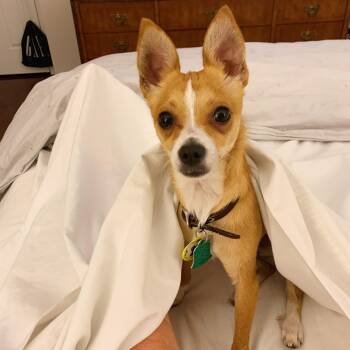 Chihuahua Dogs Available for Adoption in Durham, North Carolina - Max *Courtesy Post* | PetCurious