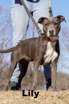 Mixed Breed Dogs Available for Adoption - Lily | PetCurious