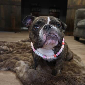 Lolly -  English Bulldog and Mixed Breed Dog for Adoption in Pearland, Texas - Lolly | PetCurious