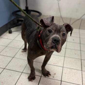 Gremlin -  Mixed Breed Dog for Adoption in Charleston, West Virginia - Gremlin | PetCurious