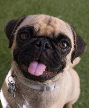 Froglette -  Pug Dog for Adoption in Encinitas, California - Froglette | PetCurious