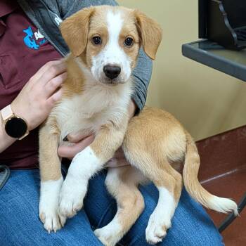 Buford -  Australian Shepherd and Pomsky Dog for Adoption in Accident, Maryland - Buford | PetCurious
