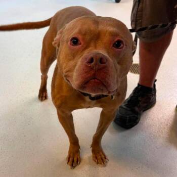 Florentina Stray Hold 9/1 -  Mixed Breed Dog for Adoption in Huntington, West Virginia - Florentina Stray Hold 9/1 | PetCurious