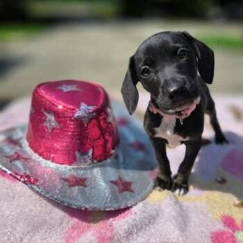 Dolly -  Terrier Dog for Adoption in Holiday Hills, Illinois - Dolly | PetCurious