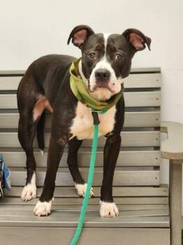 Rescue Pit Bull Terrier Dogs for Adoption in Philadelphia, Pennsylvania - Baby Girl Luna | PetCurious