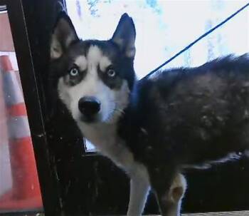 PRINCESS -  Siberian Husky Dog for Adoption in Tulsa, Oklahoma - PRINCESS | PetCurious
