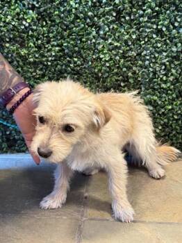 61093746 -  Mixed Breed Dog Available for Adoption in El Paso, Texas - 61093746 | PetCurious