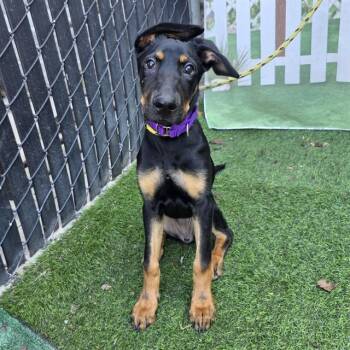 MAISY -  German Shepherd Dog and Doberman Pinscher Dog for Adoption in Long Beach, California - MAISY | PetCurious