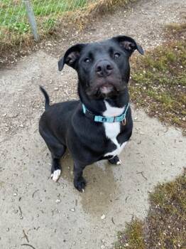 Rescue Labrador Retriever and American Bulldog Dogs for Adoption in De Soto, Iowa - Nebula | PetCurious