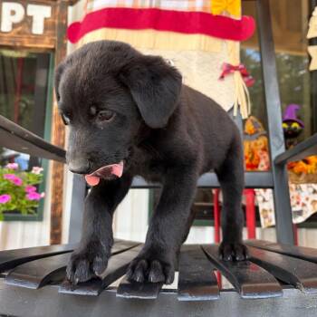 Bubby -  Black Labrador Retriever and Mixed Breed Dog for Adoption in Evensville, Tennessee - Bubby | PetCurious
