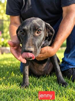 Jenny -  Labrador Retriever Dog for Adoption in Fort Worth, Texas - Jenny | PetCurious