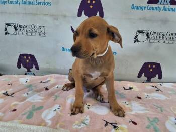 TJ MAXX -  Great Dane and Redbone Coonhound Dog for Adoption in Orlando, Florida - TJ MAXX | PetCurious