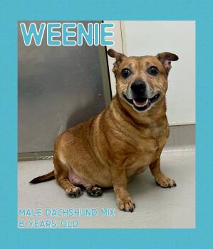 Dachshund Dogs Available for Adoption - Weenie | PetCurious