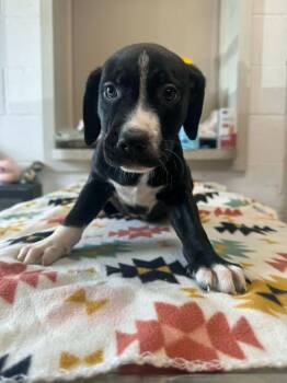 Scooby -  Mixed Breed Dog for Adoption in Marion, Ohio - Scooby | PetCurious