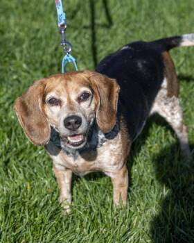 Dixie -  Beagle and Mixed Breed Dog for Adoption in Pequot Lakes, Minnesota - Dixie | PetCurious