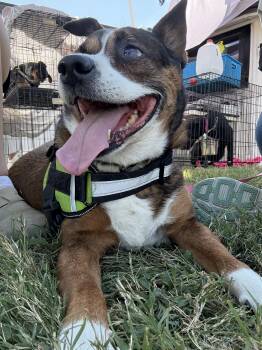 Rescue Australian Cattle Dog Blue Heeler Dogs for Adoption in Eagleville, Tennessee - Roxie Aka Mia | PetCurious