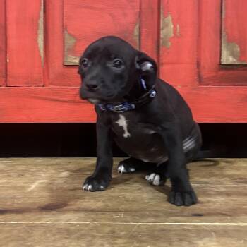FWT Laverne -  Mixed Breed Dog for Adoption in Midland, Texas - FWT Laverne | PetCurious