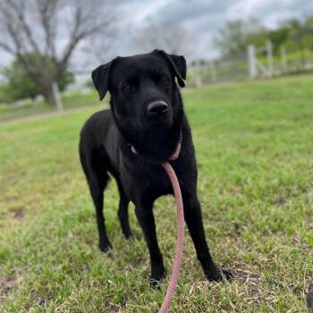 Rescue Black Labrador Retriever and Mixed Breed Dogs for Adoption in Austin, Texas - Sergeant JuM* | PetCurious