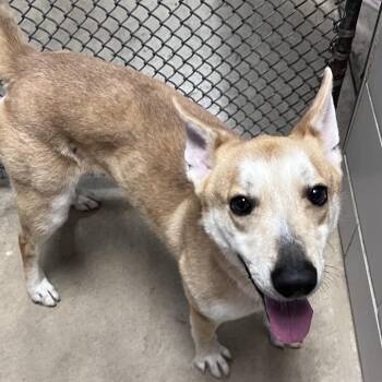 Bella -  Mixed Breed Dog for Adoption in Walker, Michigan - Bella | PetCurious