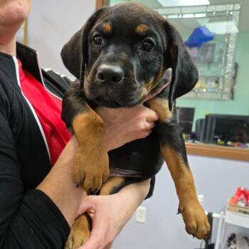 Prudence -  Rottweiler and Pit Bull Terrier Dog for Adoption in Idaho Falls, Idaho - Prudence | PetCurious