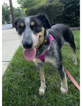 Bluey -  Australian Cattle Dog Blue Heeler Dog for Adoption in Greenbelt, Maryland - Bluey | PetCurious