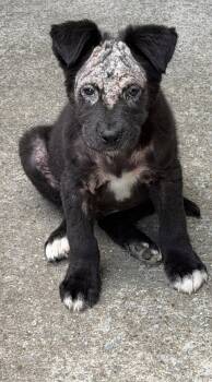 Calvin -  Shepherd and Labrador Retriever Dog for Adoption in Nashville, Tennessee - Calvin | PetCurious